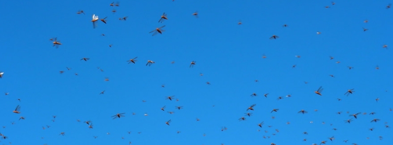 Immature locust swarms decline but still persisting in Kenya and Ethiopia
