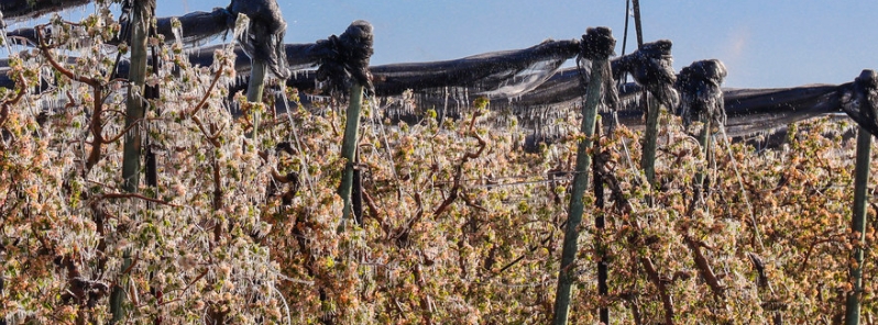 Exceptional, widespread frost to cut wine output by nearly a third, France