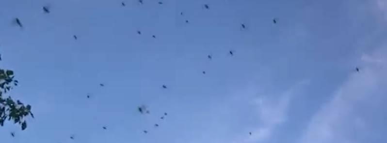 Large swarms of locusts fly into southern Israel