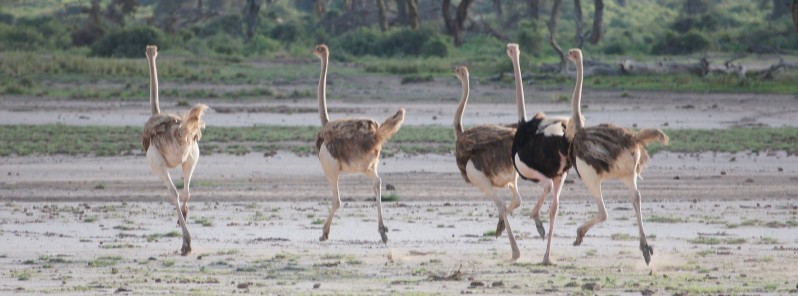 Hour-long hailstorm kills hundreds of ostriches in Aberdeen, South Africa