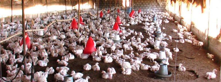 chicken farm