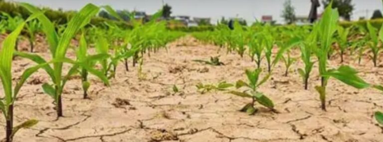 High temperatures in the north – heavy rains in the south, China