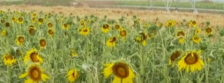 hailstorm china crop damage june 14 2022
