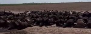 Thousands of cattle die under mysterious circumstances, Kansas