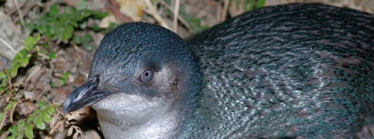 korora penguin