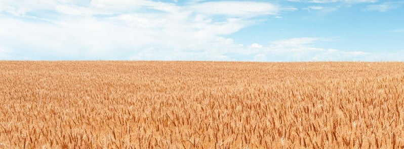 Worldwide wheat prices jump 6.6% in a single day