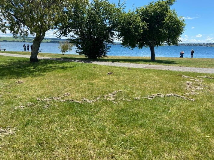 A deposit on the lakeshore at Taupō thought to have been caused by lake water and pumice flowing onto the grass after the earthquake