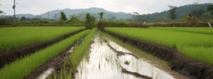 Record-breaking rice shortage in 2023 threatens global food security