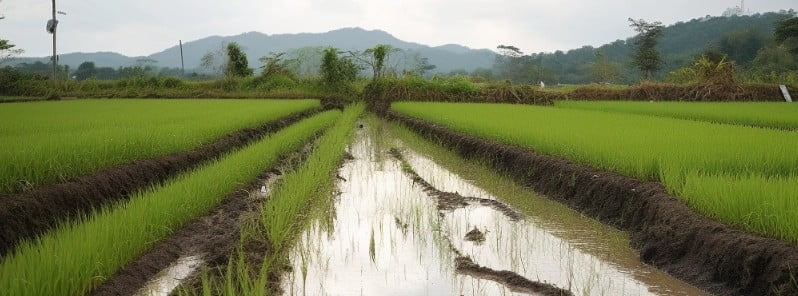 rain damaged rice field