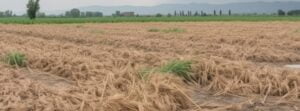 Unseasonal rains and hailstorms threaten wheat harvest in India