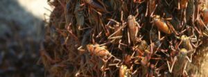 Millions of Mormon crickets invade parts of Nevada