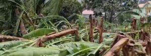 Saint Lucia’s export crisis deepens as Tropical Storm “Bret” destroys major crops