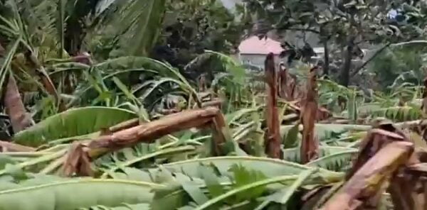 Saint Lucia's export crisis deepens as Tropical Storm Bret destroys major crops