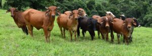 Unusual cold spell leads to large-scale cattle deaths in Brazil
