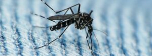 Peru grapples with worst dengue outbreak on record