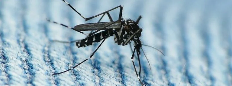 dengue mosquito