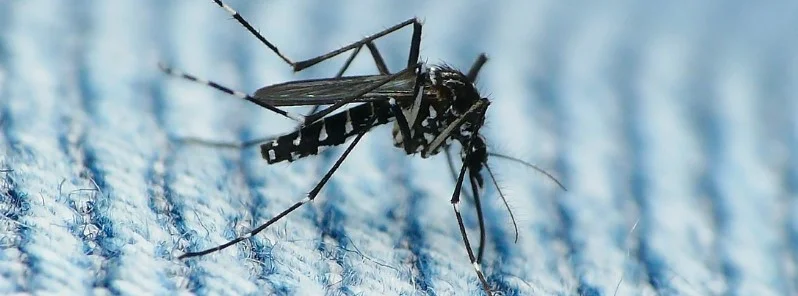 dengue mosquito