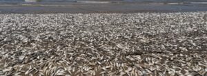 Ecological alert: Menhaden fish wash ashore by thousands at Quintana Beach, Texas