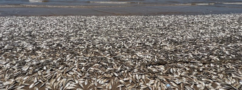 texas mass fish kill june 2023 f