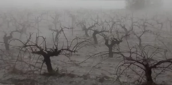 Over 22 000 ha (54 000 acres) of crops damaged by hailstorms and severe weather in Valencia