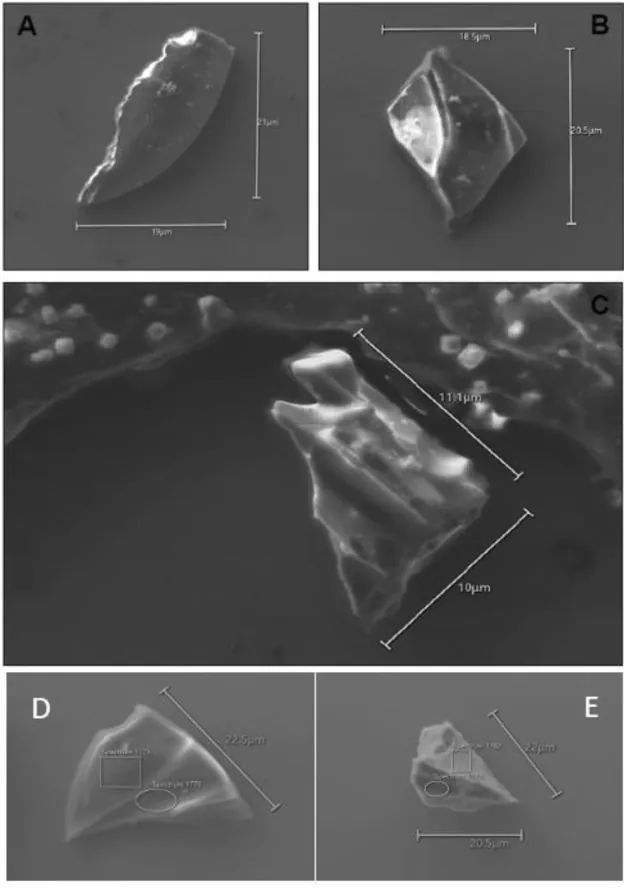 SEM images of rhyolitic volcanic glass shards isolated from RICE ice core sample 11696 (278.822–278.843 m depth)