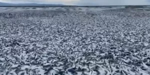 Massive fish die-off in northern Japan prompts environmental concerns and investigation