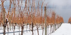 Extreme cold event in BC causes near-total crop failure, Canada