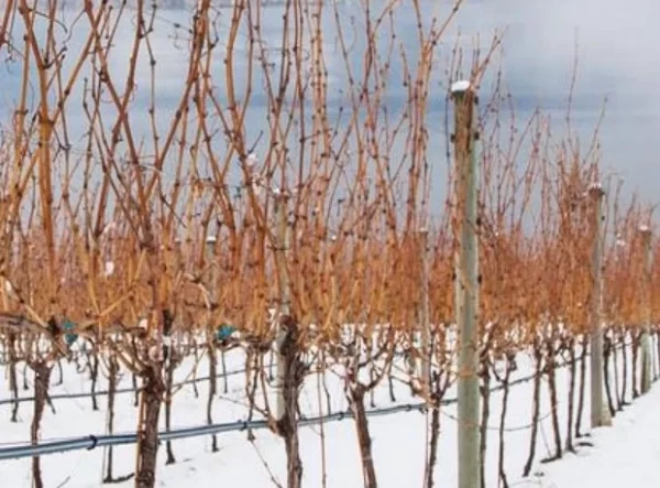 Extreme cold event in BC causes catastrophic crop losses, Canada