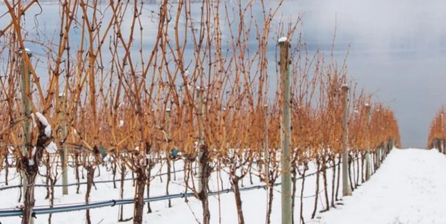 Extreme cold event in BC causes catastrophic crop losses, Canada