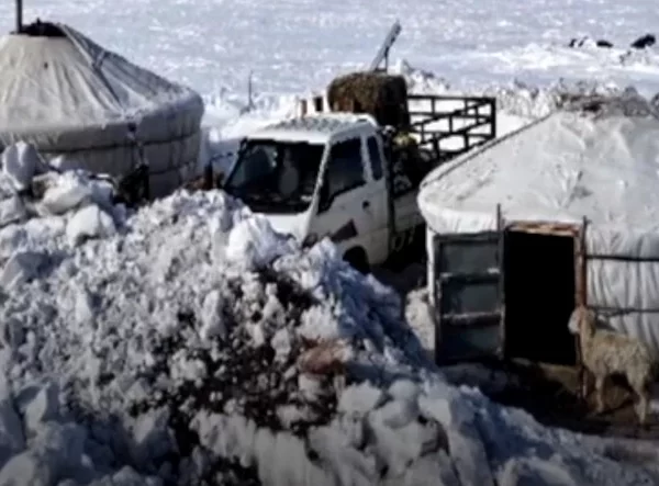 Nearly 668 000 livestock dead due to severe cold and blizzards in Mongolia