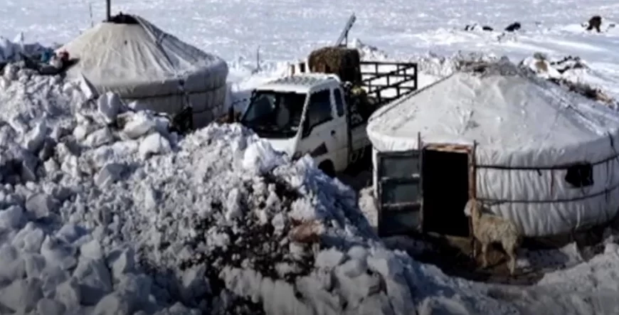 Nearly 668 000 livestock dead due to severe cold and blizzards in Mongolia
