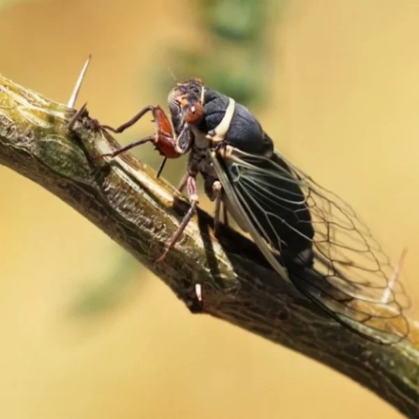 Historic cicada invasion expected this spring across the Midwest and Southeast in rare event that last occurred in 1803