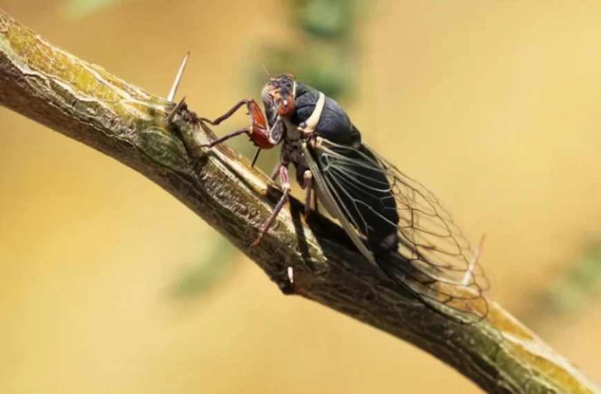 Historic cicada invasion expected this spring across the Midwest and Southeast in rare event that last occurred in 1803