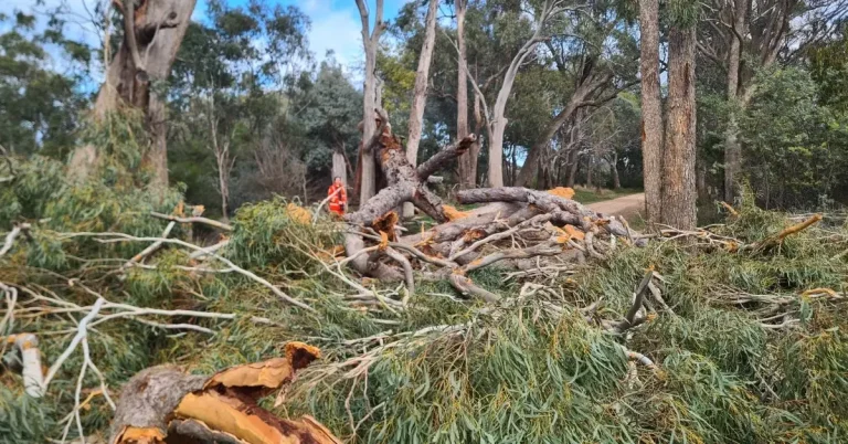 Destructive wind storm causes mass power outages in Victoria and Tasmania, Australia september 2024