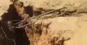 Large earth crack swallows cattle in Hermosillo municipality, Sonora, Mexico september 2024