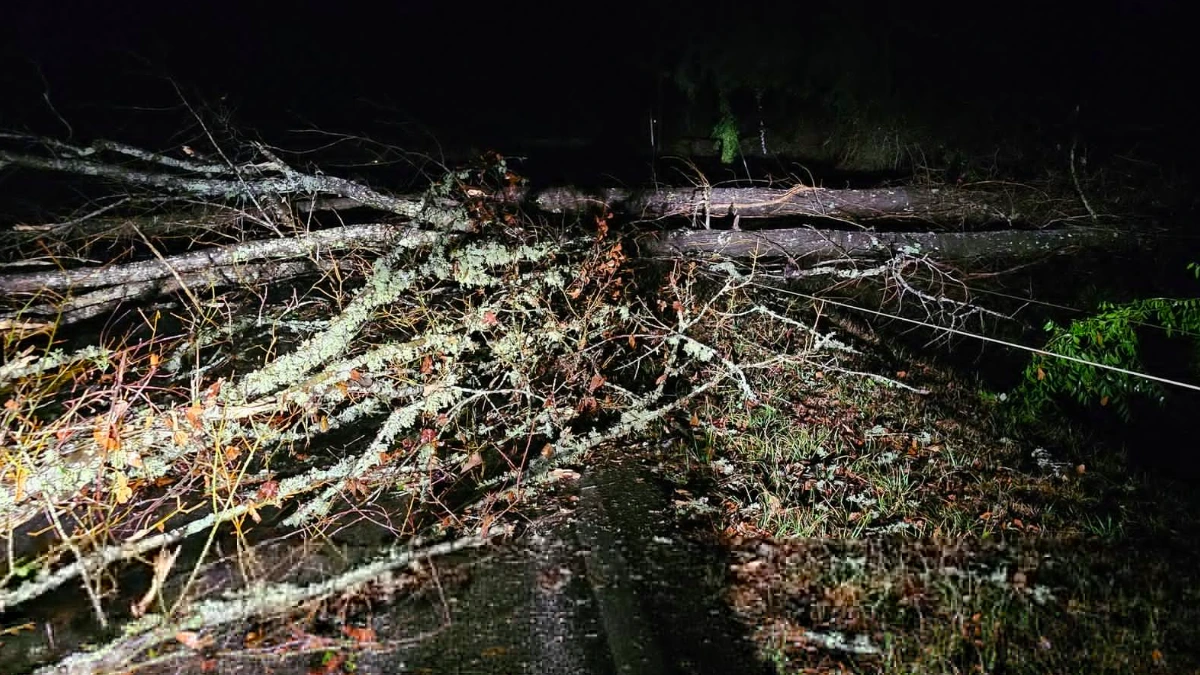 Trees and powerlines downed after a storm in Coffeeville.