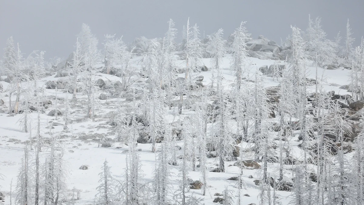 Snow covers trees on a mountain peak near the site where the California Department of Water Resources conducts the fourth media snow survey of the 2025 season at Phillips Station in the Sierra Nevada. The snow survey is held approximately 90 miles east of Sacramento off Highway 50 in El Dorado County. Photo taken March 28, 2025.