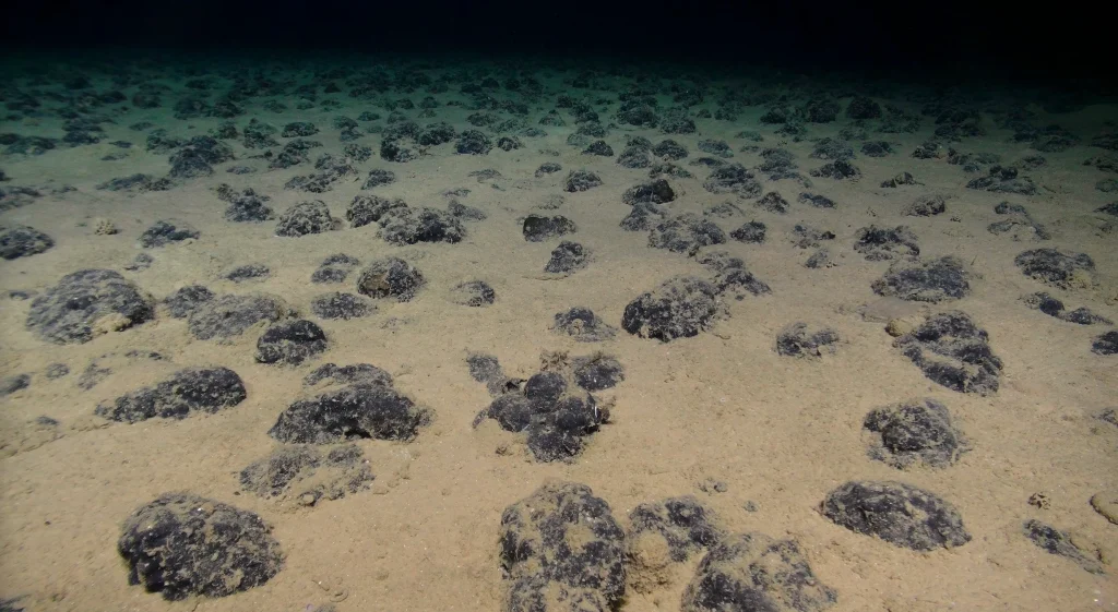 Polymetallic nodules on the seafloor in the eastern tropical Pacific. Image credit: NERC SMARTEX Project.