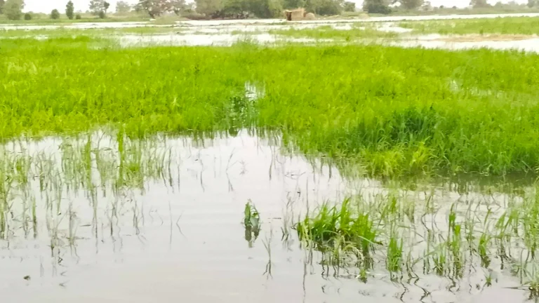 Flooded paddy field in north-central Nigeria's Mokwa area in Niger state on April 18, 2025