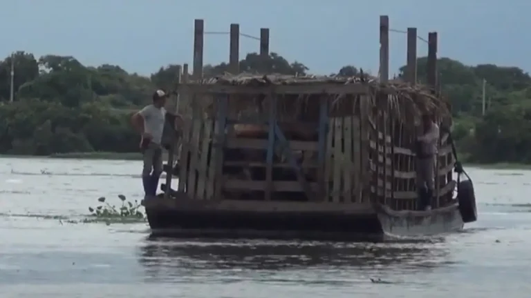 More than 5 000 cattle dead in Bolivia’s Beni region as severe flooding causes over $34 million in livestock losses