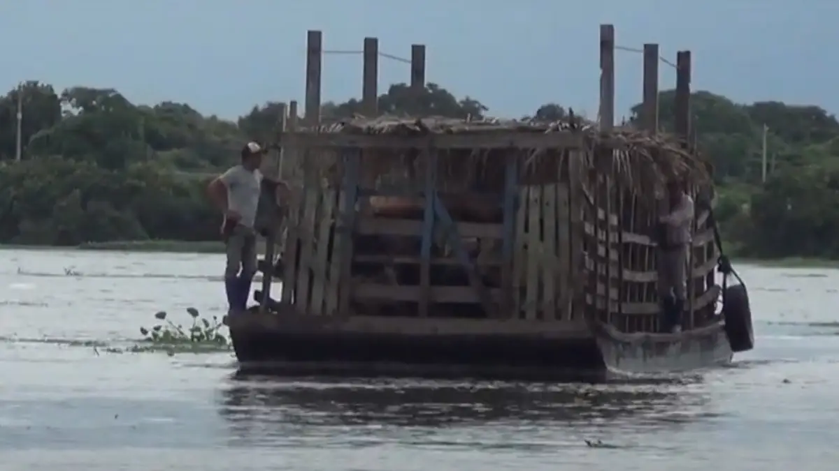 More than 5 000 cattle dead in Bolivia’s Beni region as severe flooding causes over $34 million in livestock losses