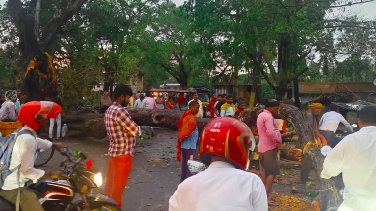 Tree uprooted by thunderstorms in Bihar on Friday, April 11, 2025