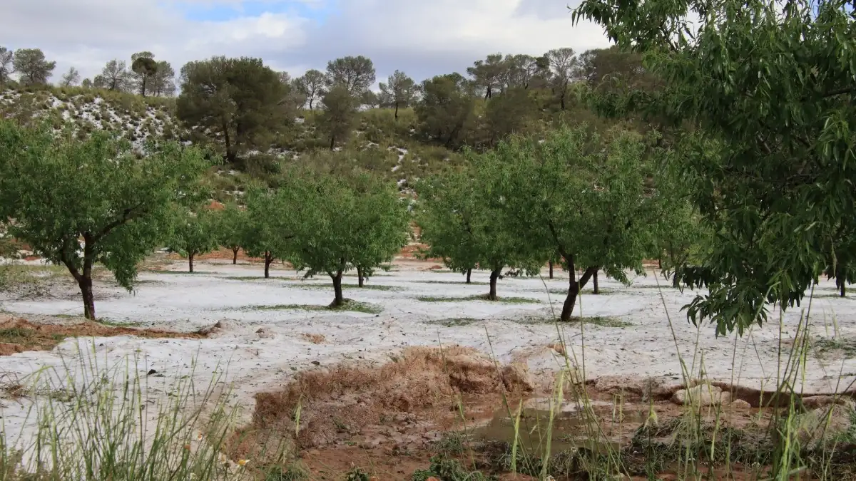 Severe hailstorms cause extensive crop damage in Murcia’s agricultural heartland may 2025