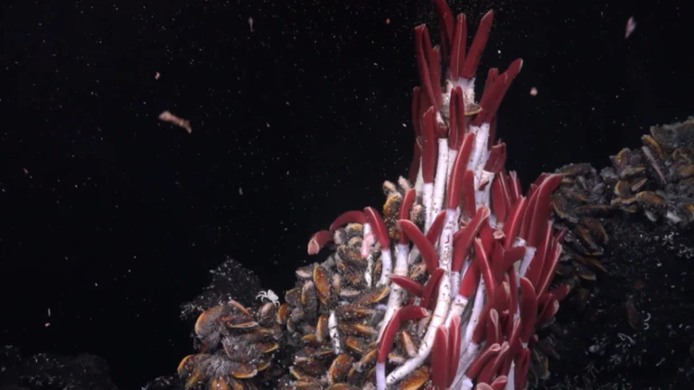 Vibrant marine life at the Tica Vent on the East Pacific Rise. Image credit: Schmidt Ocean Institute
