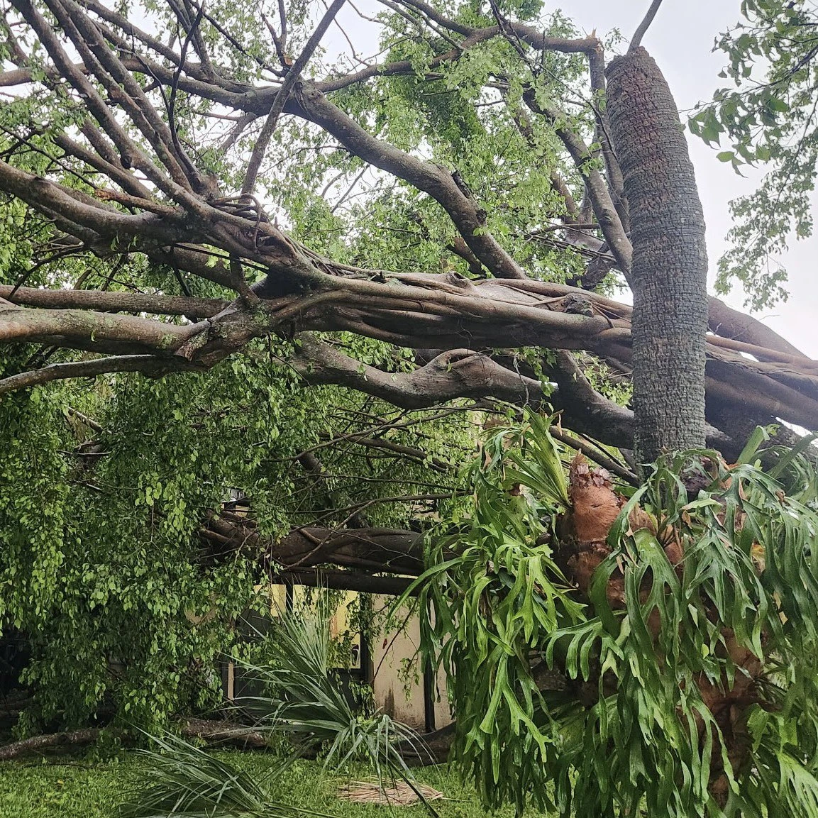 Tree damage caused by a downburst in Pembrooke Pines, Florida on Friday, May 23, 2025