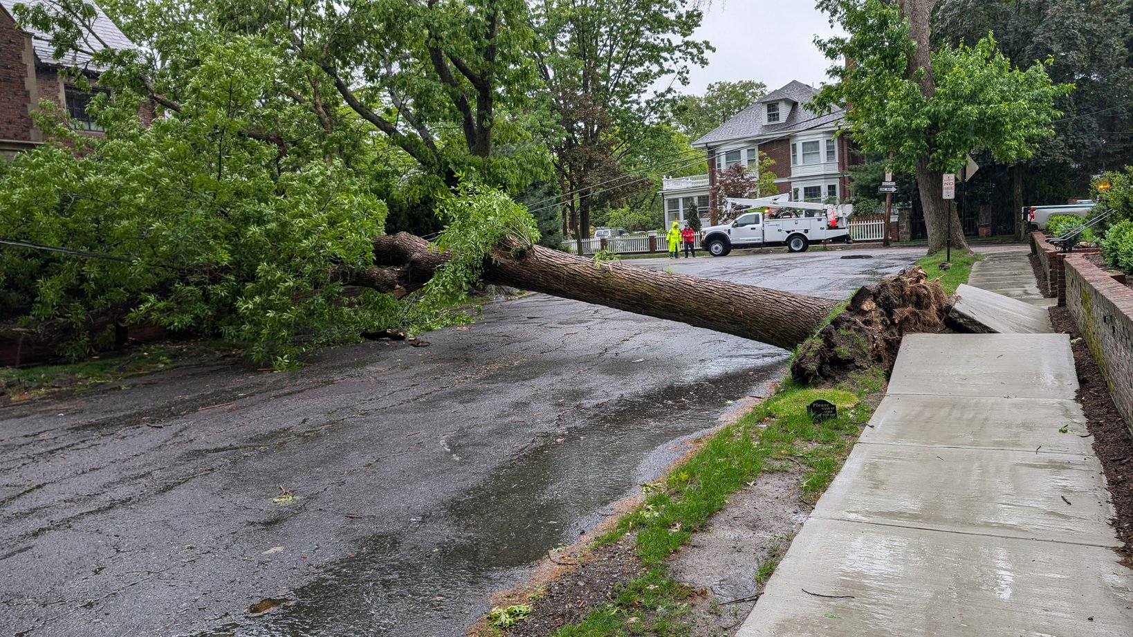 Tree uprooted in Brookline, Massachusetts on May 22, 2025