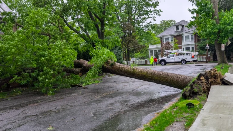 Tree uprooted in Brookline, Massachusetts on Friday, May 22, 2025
