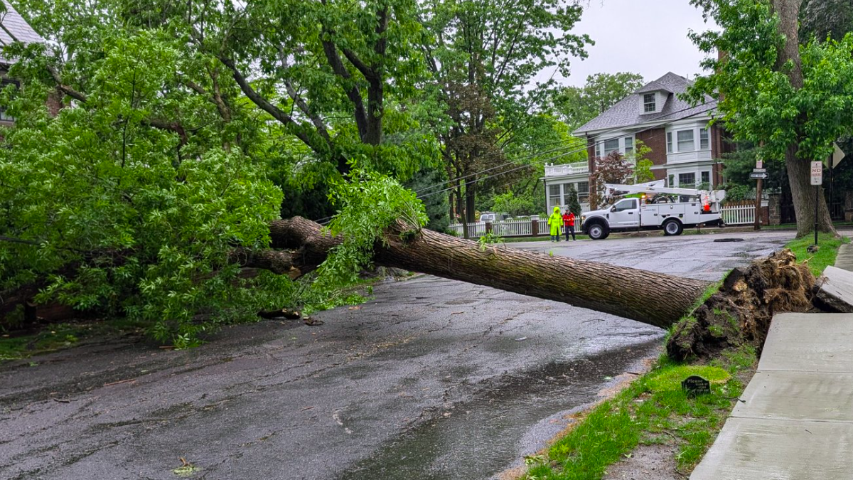 Tree uprooted in Brookline, Massachusetts on Friday, May 22, 2025