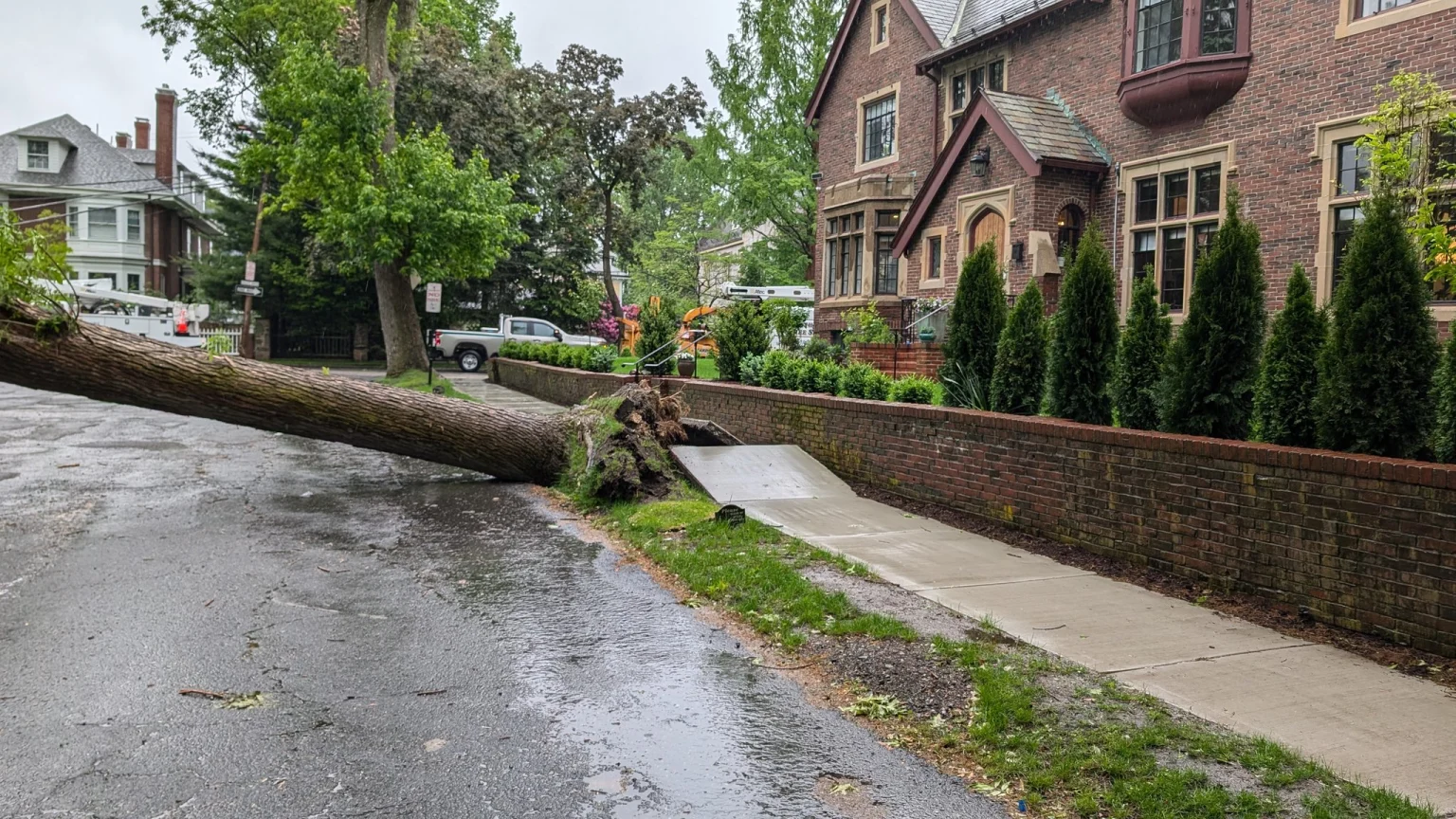 Tree uprooted in Brookline, Massachusetts on May 22, 2025. Brookline PD
