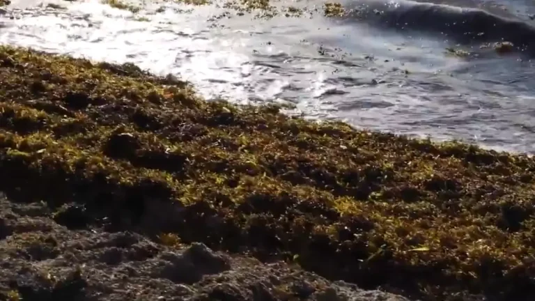 Sargassum in florida
